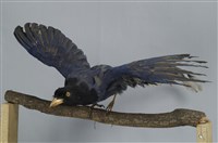 臺灣藍鵲藏品圖，第10張